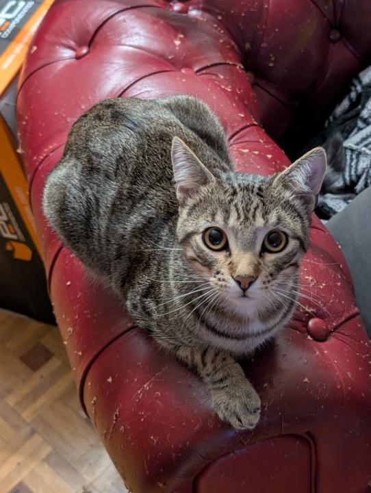 Adrián Arribas Hernández