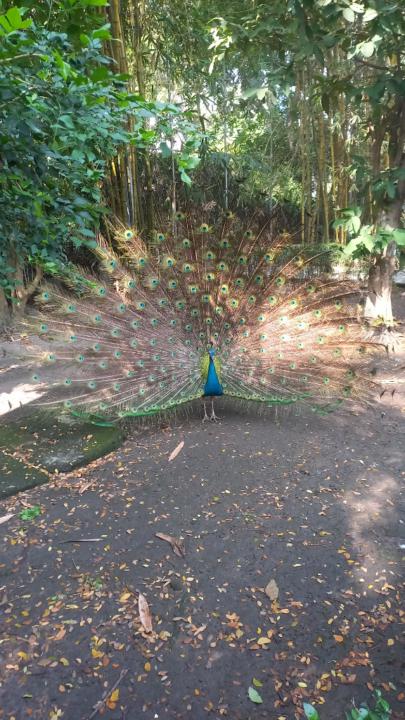 Quang khánh Đặng