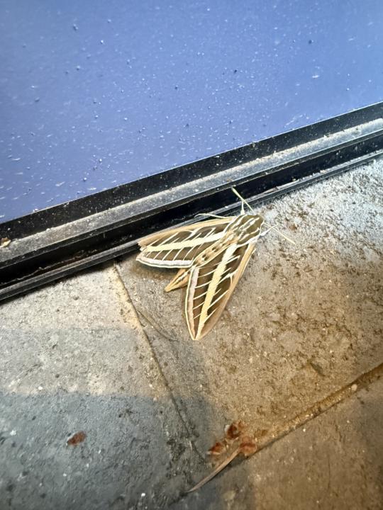 Another moth visitor 