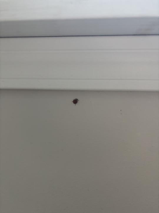 Ladybugs strike again! 🐞🍼