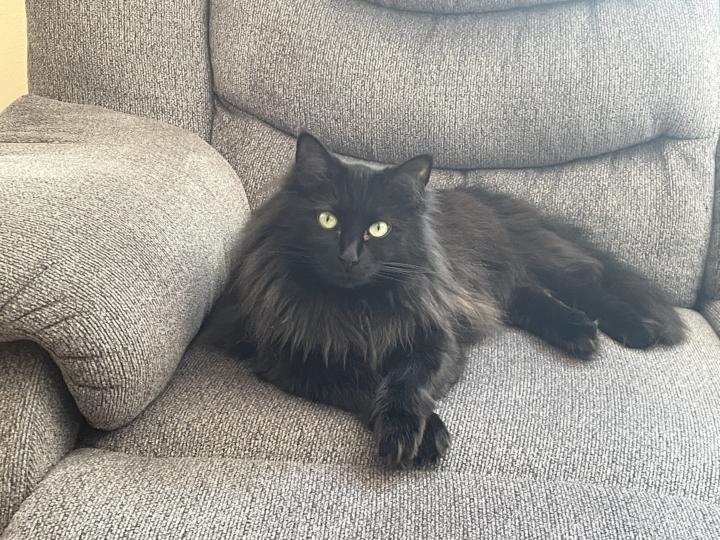 Animal Companions 😻