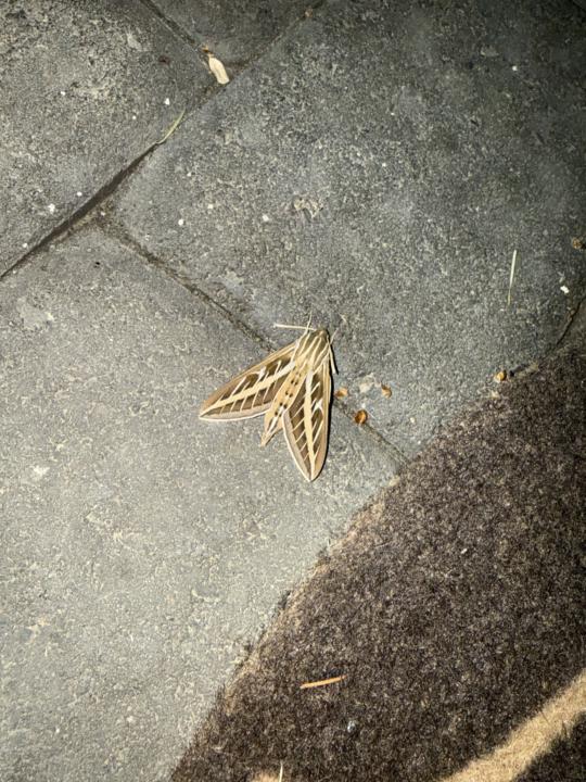 Moth visitor