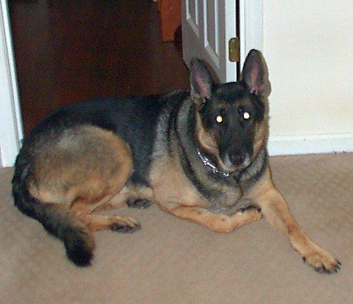 Wednesday: Two Dogs: Two Declines. One Truth No One Warned Me About