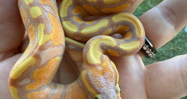 Reptile Husbandry and Breeding