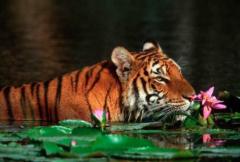 Rohan Sharma