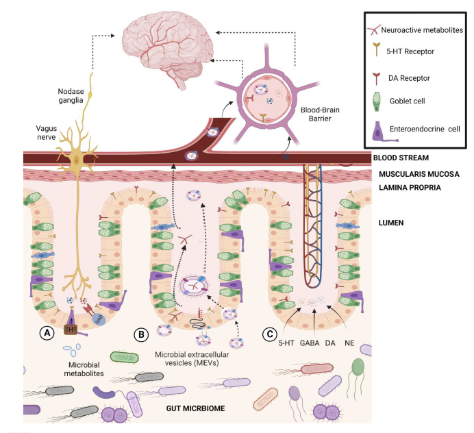 Darm ohne Charme – interessante Artikelzusammenfassungen! 🩺