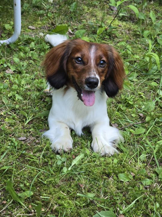 National 🐕 Day!!!