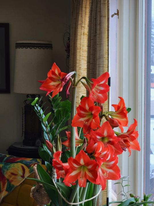 Amaryllis Care