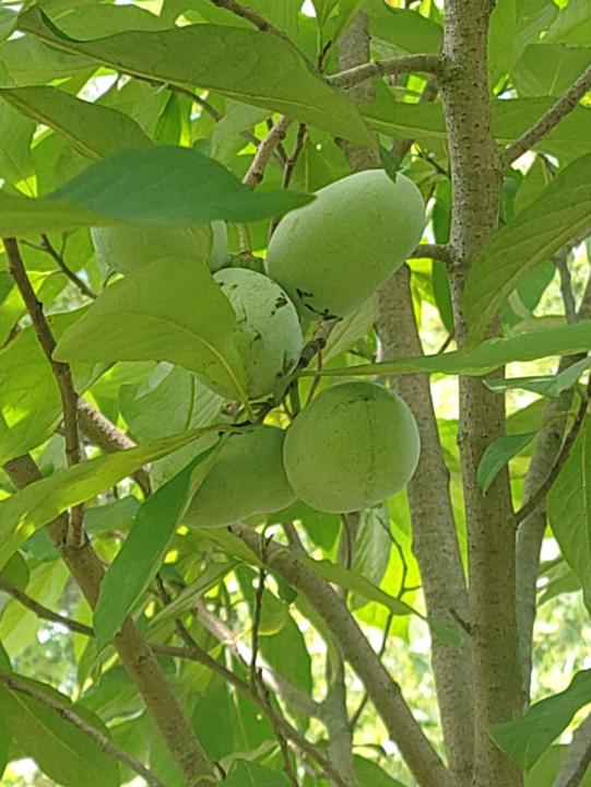 I wish they were ripe