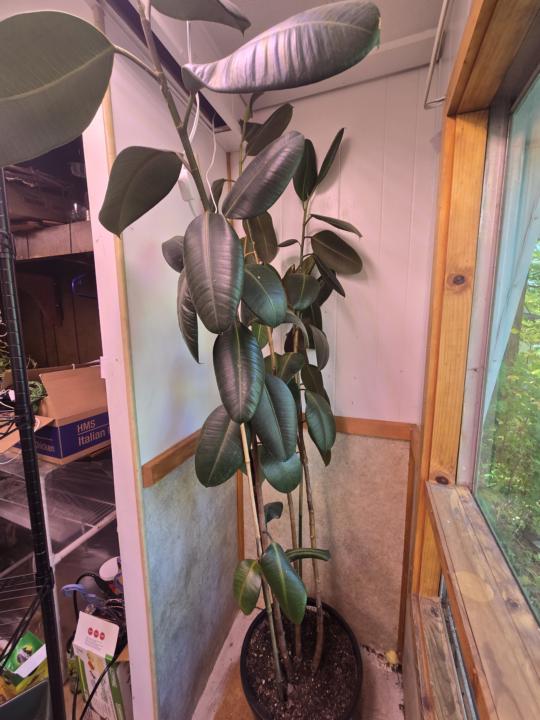 Plant care reminder: 