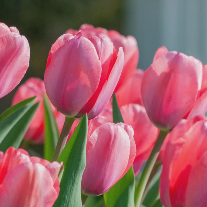 Love Tulips 
