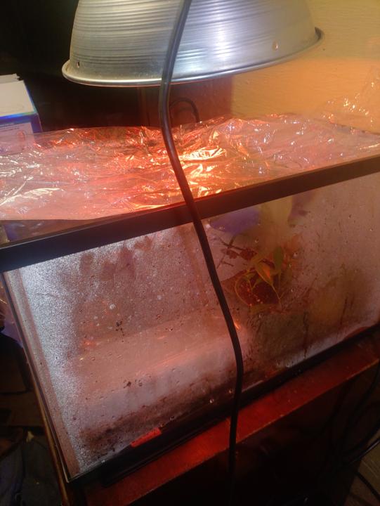 my make shift green house