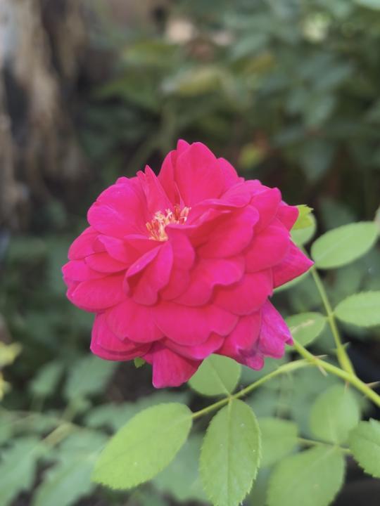 Young Rose Seedling Blooming