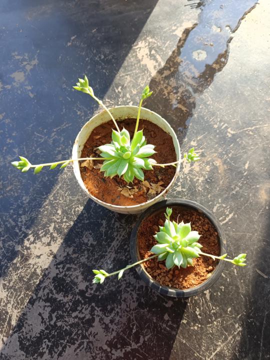 SUCCULENT EXPERTS? NEED HELP!