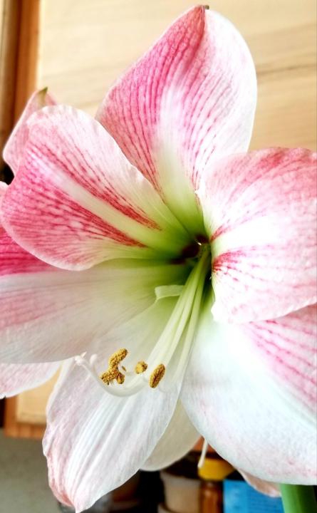 🌸Amaryllis Tips & Tricks 🌸 