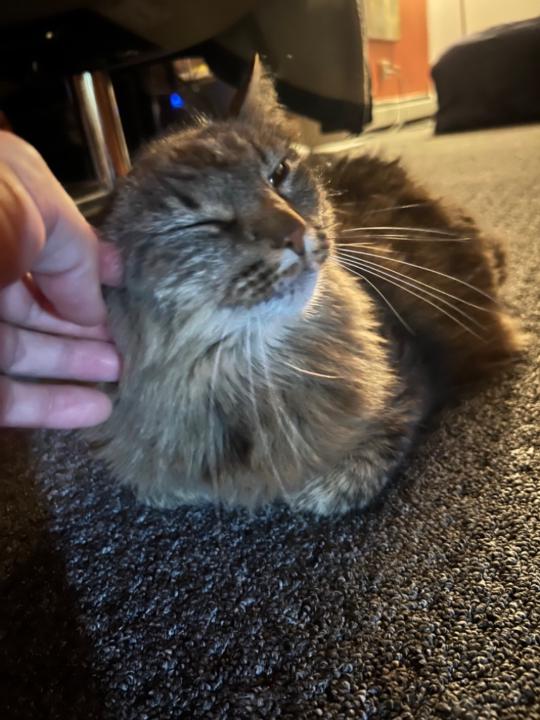 Eirill Alvilde Falck