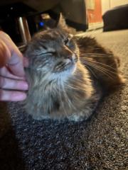 Eirill Alvilde Falck