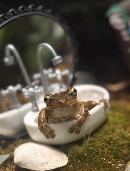 Sinkfrog Green