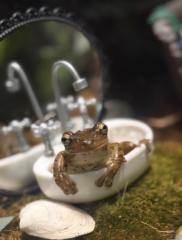 Sinkfrog Green