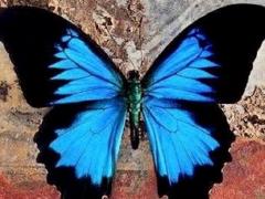 Azure Blue