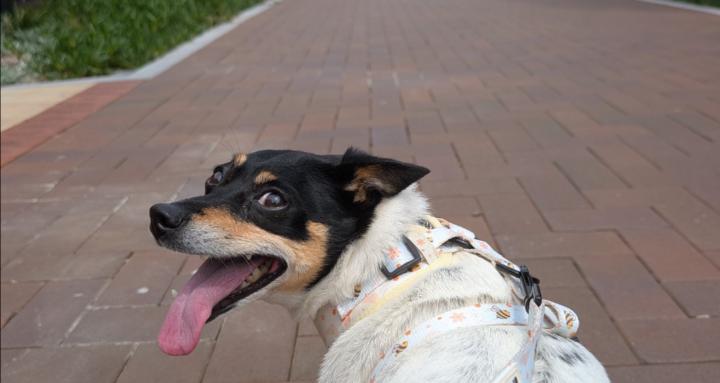 Aussie Doggie club