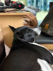 Debayudh Chakraborty