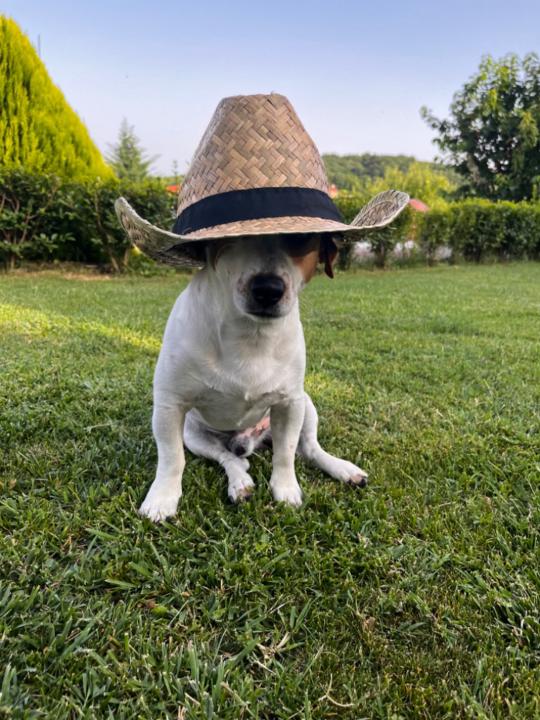 Десислава Бонева