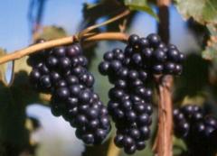 Morphius Hailey-Andersen II