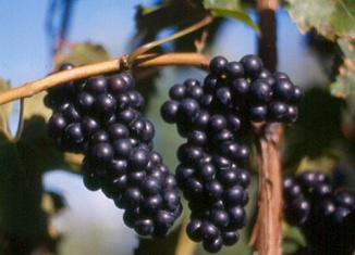 Morphius Hailey-Andersen II