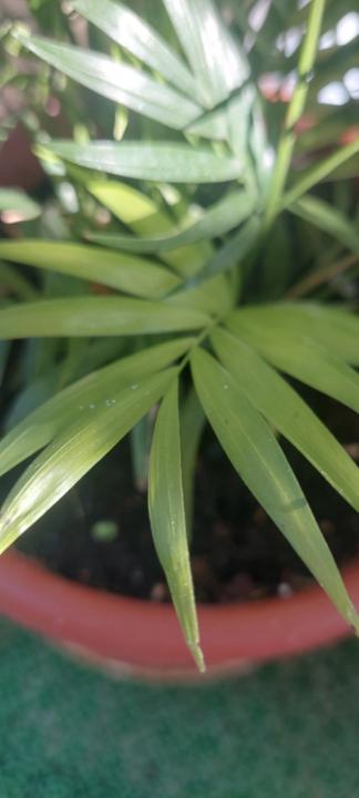 מיכל ציפורה פורת