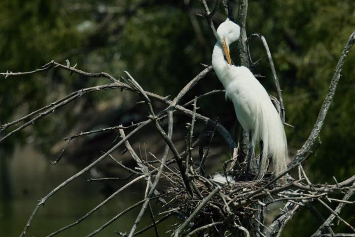 Smith Oaks Bird Sanctuary - High Island, TX