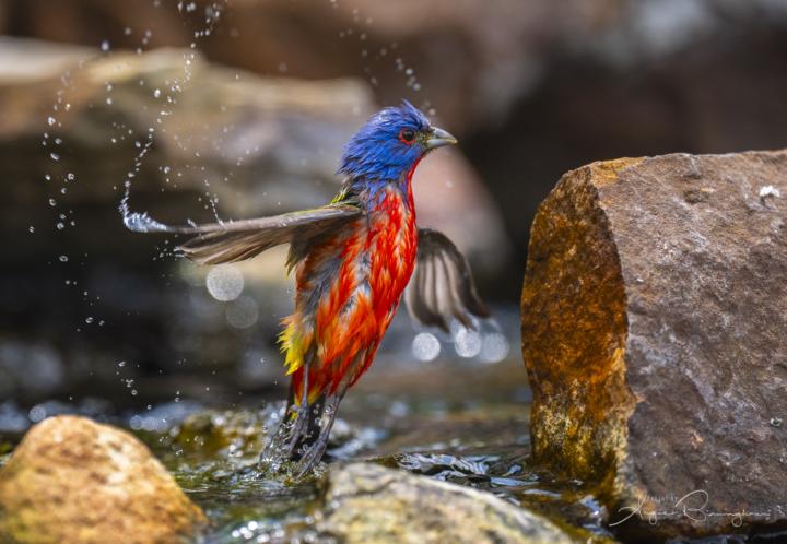 Spring Migration had been amazing in South Texas 