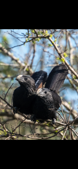 Spring migration