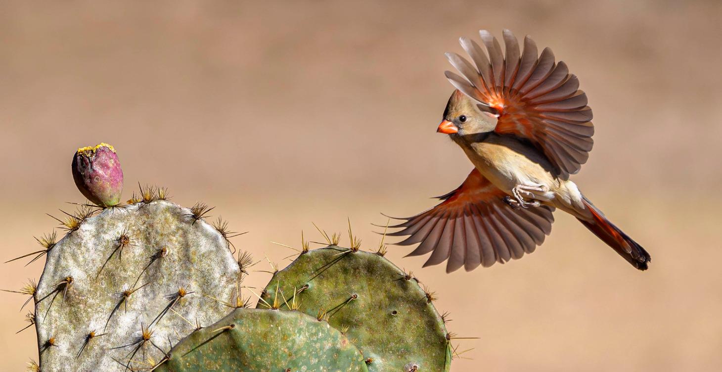 Birds in flight field Cheat cheat.