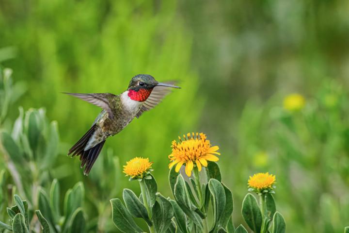 Bird Triva of the day