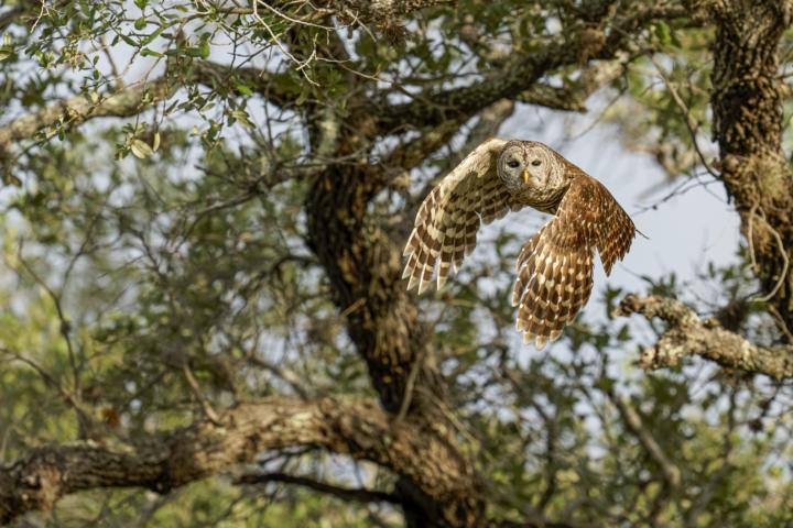 Barred Owl (one of my favorite owls)
