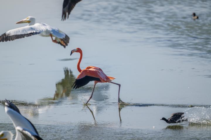 Coastal bend birds