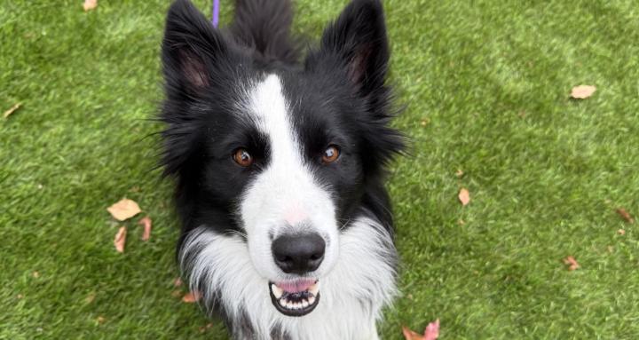 Wayfinder Collective