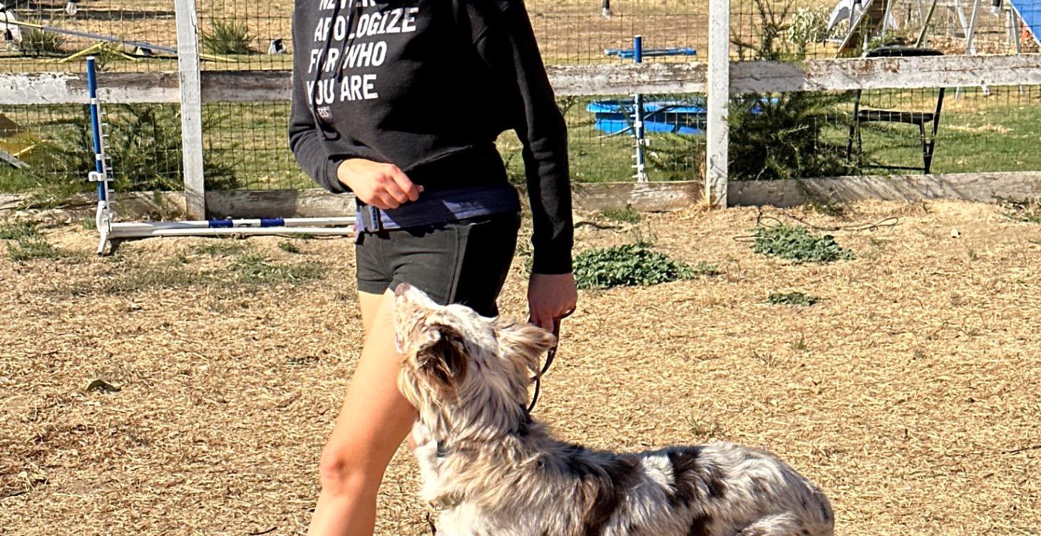 How to Stop Leash Pulling Without a Battle