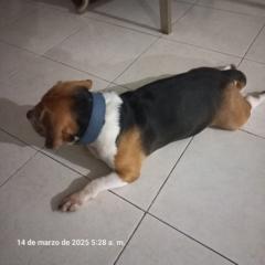 Mario Quintero