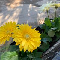 Carmela Salido Cerdá