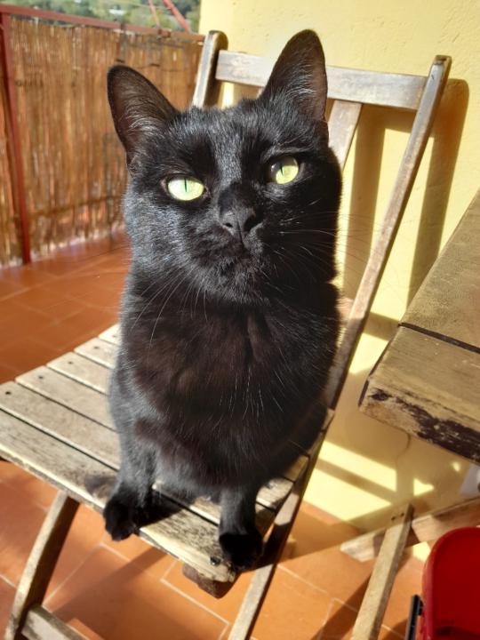 Maria Oliva Subirana