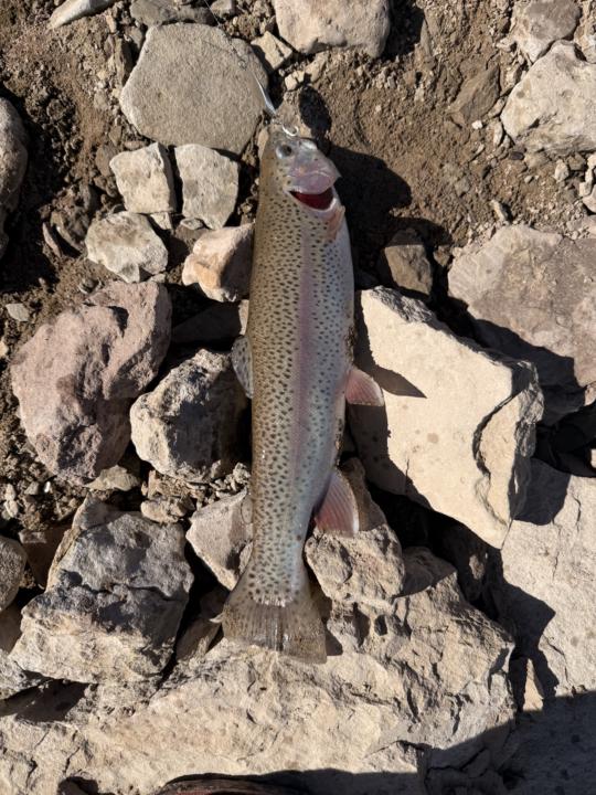 If you had to choose one fish to catch For the rest of your life what would it be ? 