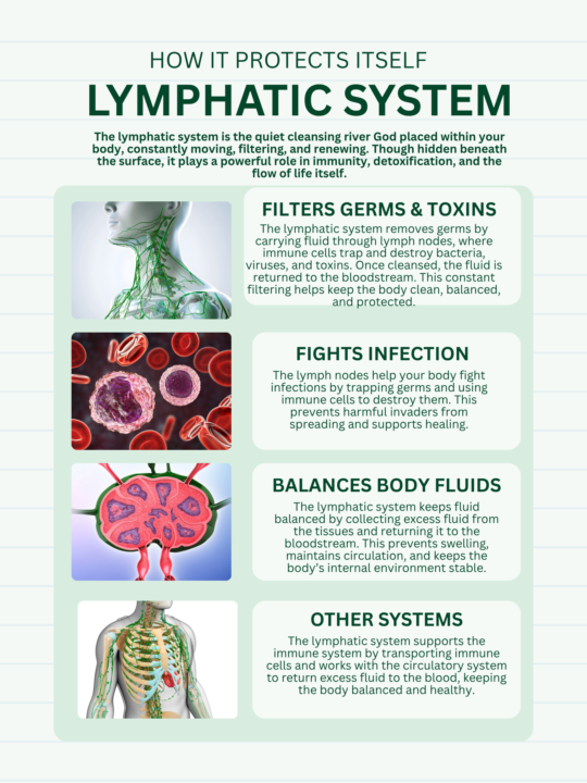 The Lymphatic System