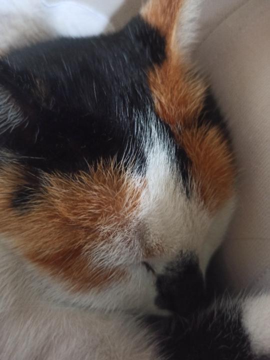 Zuzana Šmidrkalová