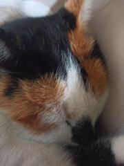 Zuzana Šmidrkalová