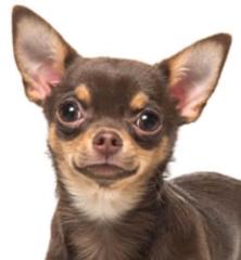 Veronica Aparicio Diaz