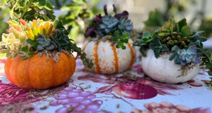 🌵 🌸The Succulent Workshop