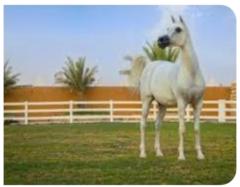 عبدالهادي العنزي