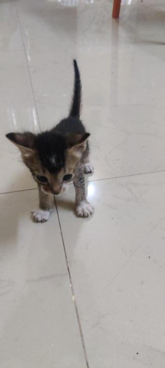 Shweta sanjay Bhojane